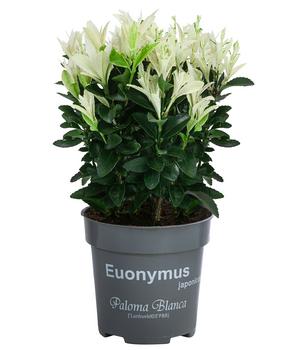 Kriech-Spindelstrauch 'Paloma Blanca'