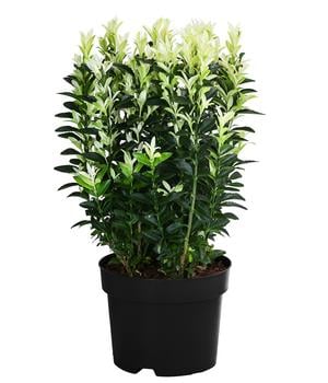 Spindelstrauch 'Paloma Blanca'