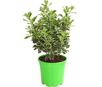 Japanischer Spindelstrauch 'Kathy'