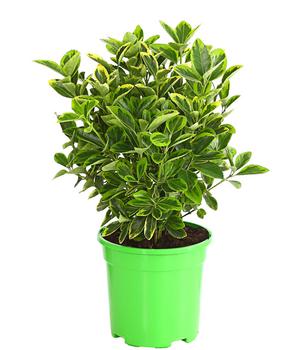 Japanischer Spindelstrauch 'Aureomarginatus'