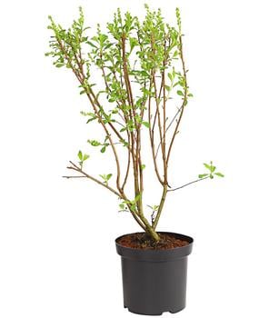 Prunkspiere 'Magical Springtime'