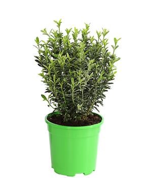 Kleinblättriger Spindelstrauch 'Microphyllus Albovariegatus'