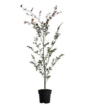 Blutbuche 'Purpurea' von Dehner, Hellgrün / Hellrot