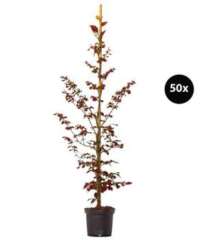 10 Meter Blutbuche ‘Purpurea‘, 50 x 100-125 cm