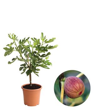 Feige 'Pfälzer Fruchtfeige'
