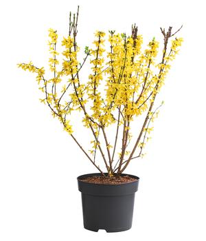Forsythie 'Minigold'