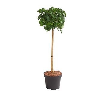 Ginkgobaum - Fächerblattbaum