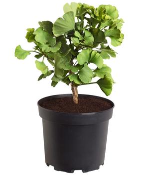 Ginkgobaum - Fächerblattbaum 'Mariken'