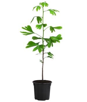 Ginkgobaum - Fächerblattbaum