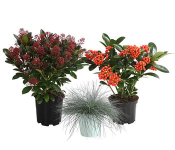 Grabpflanzen-Set Immerwährend, 3-teilig von Dehner, Orange / Dunkelrot Grün