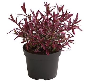 Strauchveronika, rotlaubig