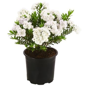 3 x Strauchveronika 'Celina' von Dehner - Mindestbestellmenge: 3 Stk.