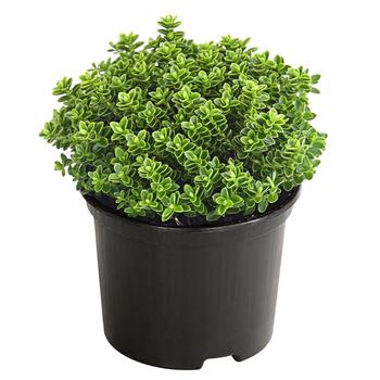 Strauchveronika 'Green Globe'