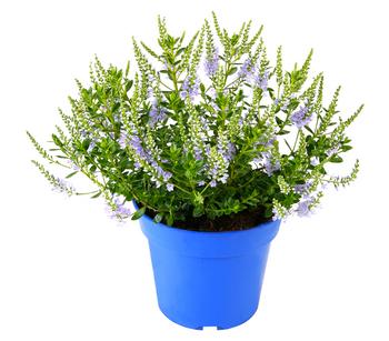 Strauchveronika 'Margret' von Dehner, Blau, Weiß
