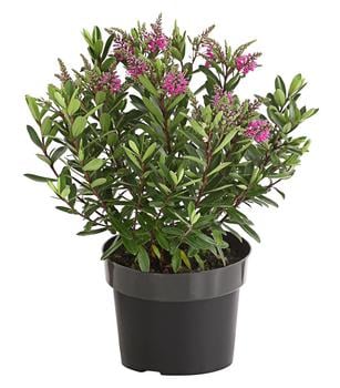 Strauchveronika 'Remmonda' von Dehner, Pink