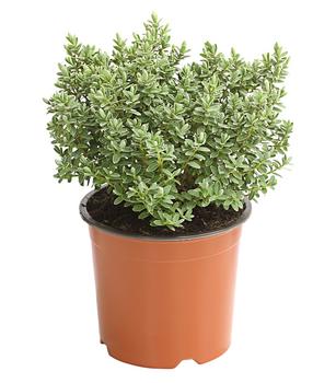 Strauchveronika 'Pagei'