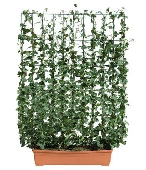 Hecke am laufenden Meter Balkonhecke - Efeu, ca. 130 cm, Dunkelgrün