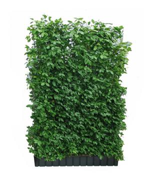 Hecke am laufenden Meter Kletternder Spindelstrauch 'Coloratus', ca. 180 cm, Dunkelgrün