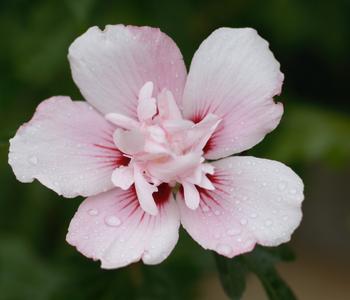 Hibiskus 'China Chiffon ' - Garten-Eibisch von Dehner, Weiß / Rosa