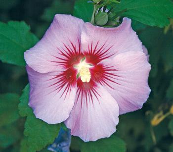 Hibiskus 'Maike' - Garten-Eibisch