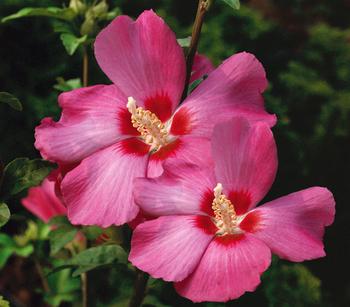Hibiskus 'Silke' - Garten-Eibisch von Dehner, Lila, Rosa