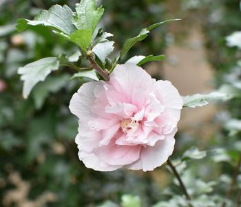 Hibiskus 'Pink Chiffon ' - Garten-Eibisch von Dehner, Zartrosa