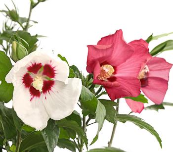 Hibiskus-Duo - Garten-Eibisch, verschiedene Farbkombinationen von Dehner, Rot