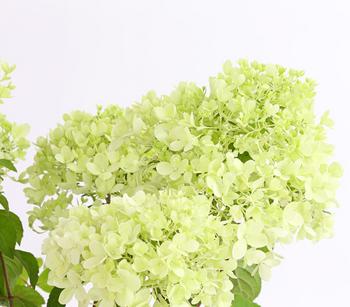 Rispen-Hortensie 'Magical Candle' von Dehner, Zartrosa, Lemon, Weiß