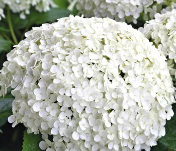 Schneeball-Hortensie 'Annabelle®'