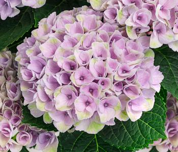 Hortensie 'Magical Revolution'