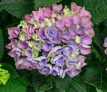 Hortensie 'Magical Evolution'