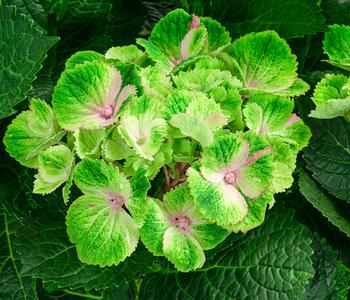 Hortensie 'Magical Amethyst'
