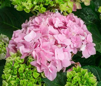 Bauern-Hortensie, ca. 50-60 cm