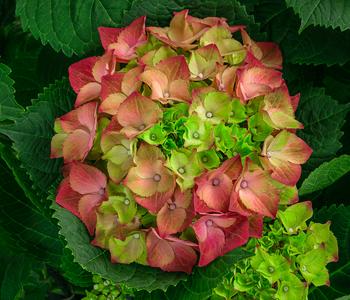 Bauern-Hortensie, ca. 50-60 cm