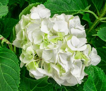 Bauern-Hortensie, ca. 45-55 cm