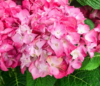 Hortensie 'Diva fiore®'