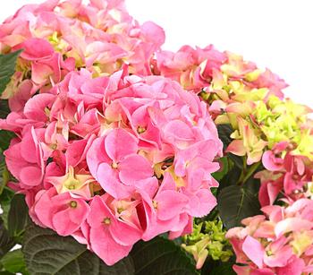 Bauern-Hortensie, ca. 40-50 cm