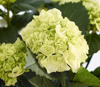 Bauern-Hortensie, ca. 40-50 cm