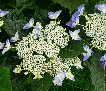 Teller-Hortensie, ca. 40-45 cm