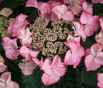 Teller-Hortensie, ca. 40-45 cm