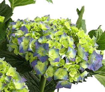Bauern-Hortensie, ca. 30-40 cm von Dehner, Blau