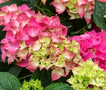 Bauern-Hortensie, ca. 30-40 cm