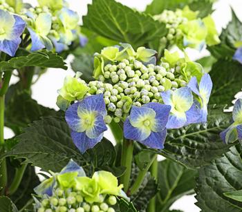 Teller-Hortensie, ca. 30-40 cm