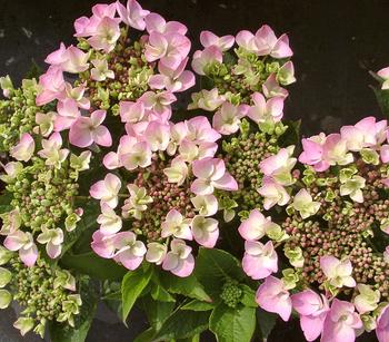 Teller-Hortensie, ca. 30-40 cm von Dehner, Rosa