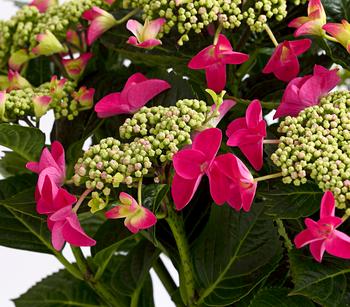 Teller-Hortensie, ca. 30-40 cm