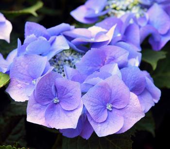 Teller-Hortensie, ca. 15-25 cm