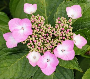 Teller-Hortensie, ca. 15-25 cm