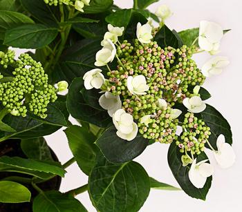 Teller-Hortensie, ca. 30-40 cm