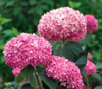 Schneeball-Hortensie 'Pink Annabelle ' von Dehner