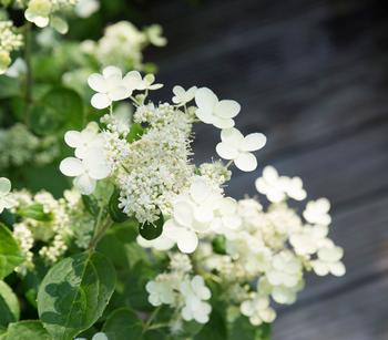 Rispen-Hortensie 'Prim White' von Dehner, Weiß